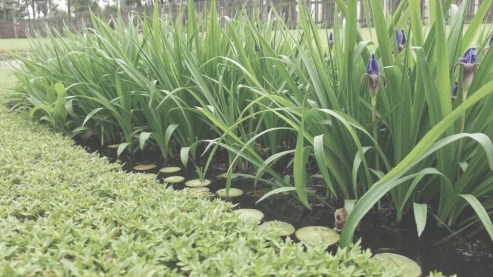 Jakie rośliny wybrać do strefy przybrzeżnej oczka wodnego?