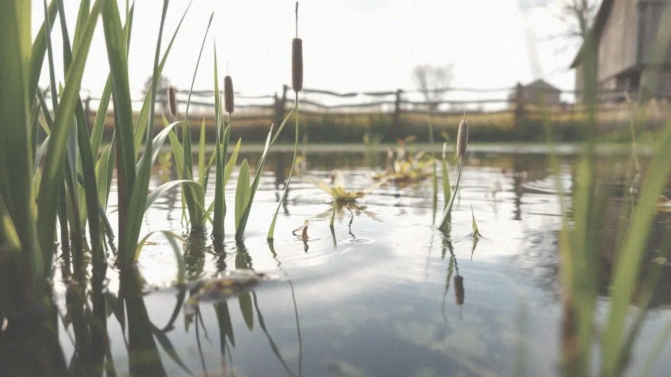 Jakie rośliny można posadzić w strefie płytkiej?