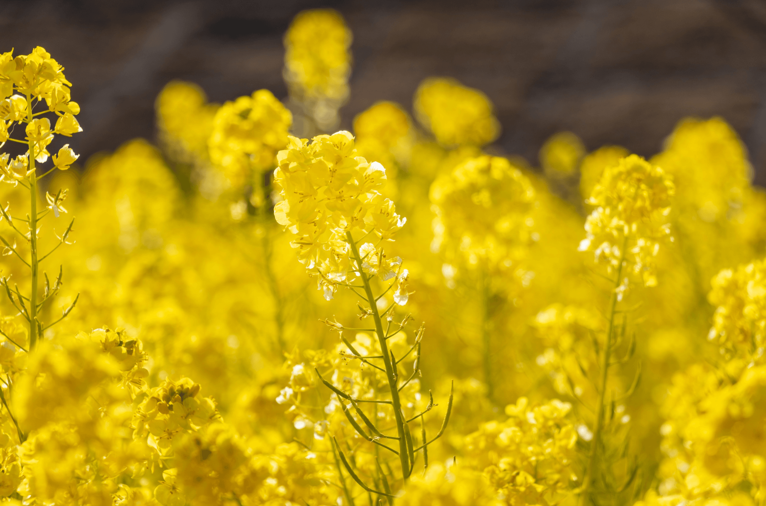 Jakie szkodniki rzepaku trzeba zwalczać wczesną wiosną?