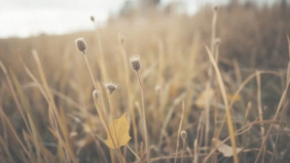 Co pyli w październiku? Alergeny i rośliny pływające