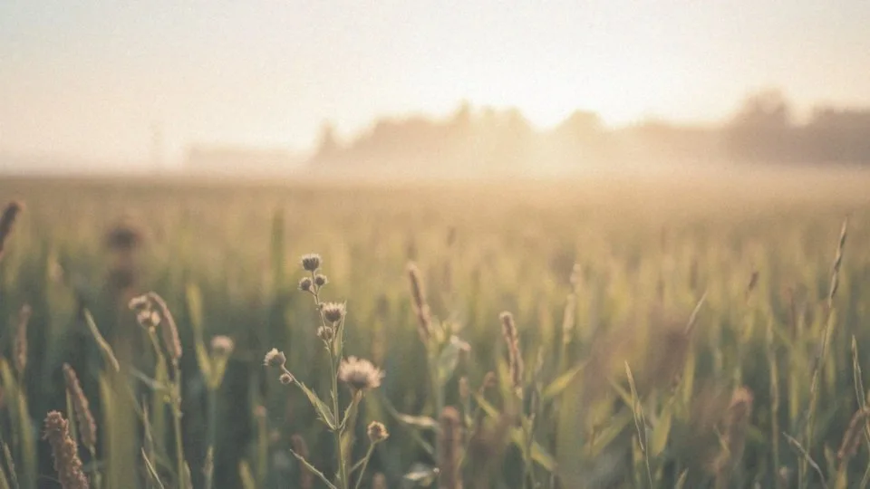 Co pyli w sierpniu? Rośliny i objawy alergii